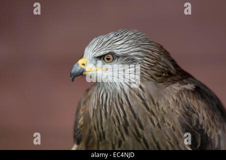 Black Kite; Milvus migrans; Captive; UK Stock Photo