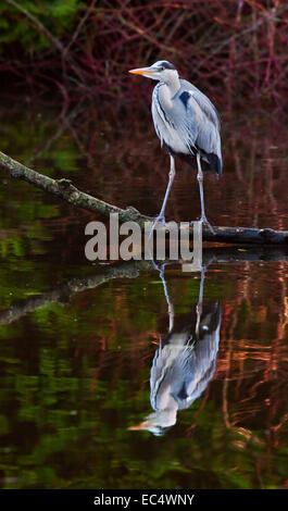 Grey Heron (ardea cinerea) standing on branch with reflection in lake, UK Stock Photo