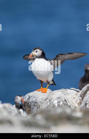 Atlantic Puffin, Fratercula arctica, stretching wings on cliff top Stock Photo