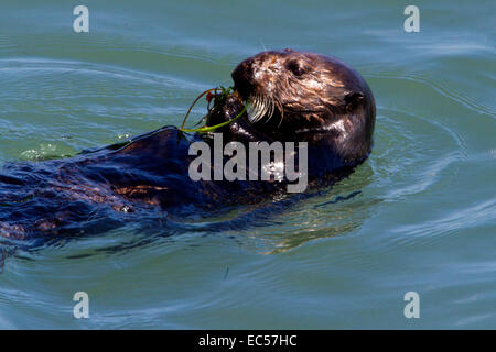 Sea Otter (Enhydra lutris) floating in ocean at San Simeon,California, USA in July Stock Photo