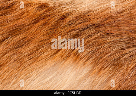 Red fox rusty fur texture cloth Stock Photo