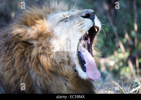 April 28 2013 Lion in the Lion and Chitaah Park in Harare in Zimbabwe Africa where animals such as lions zebras giraffes Stock Photo