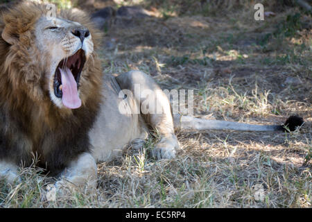 April 28 2013 Lion in the Lion and Chitaah Park in Harare in Zimbabwe Africa where animals such as lions zebras giraffes Stock Photo