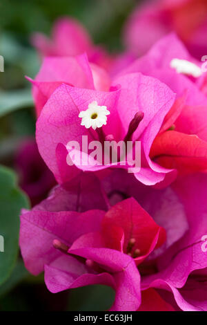 Bougainvillea spectabilis bracts and flowers. Stock Photo