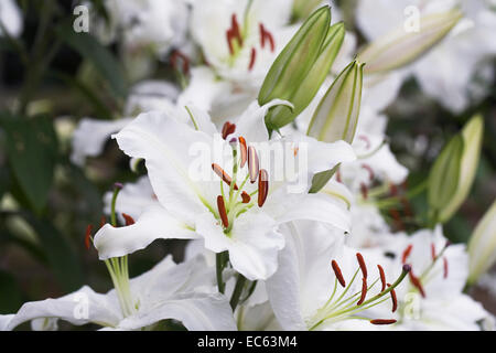 Lilium. White lily flowers. Stock Photo