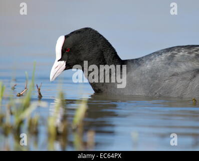 Close up of one quiet coot head floating on the water pond near little grass Stock Photo