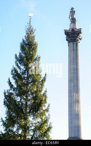 Christmas tree and Nelson's Column on the Trafalgar Square, London England United Kingdom UK Stock Photo