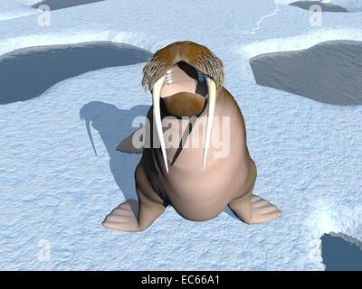 Walrus mouth open standing on iceberg with hole and water Stock Photo