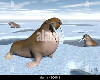 Three walrus standing on iceberg with hole and water by daylight Stock Photo