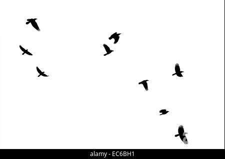 flocks of crows omen