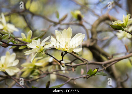 Creamy yellow spring flowering magnolia 'Gold Star' with stellata type flowers in bloom in April in springtime Stock Photo