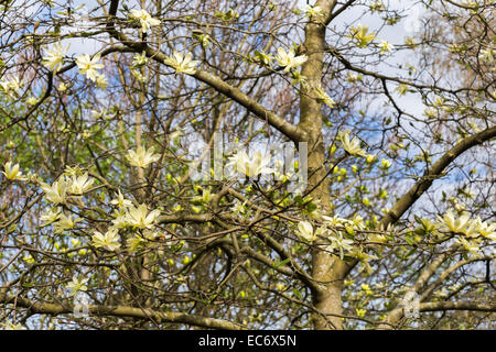 Creamy yellow spring flowering magnolia 'Gold Star' with stellata type flowers in bloom in April in springtime Stock Photo