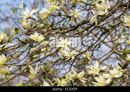 Creamy yellow spring flowering magnolia 'Gold Star' with stellata type flowers in bloom in April in springtime Stock Photo