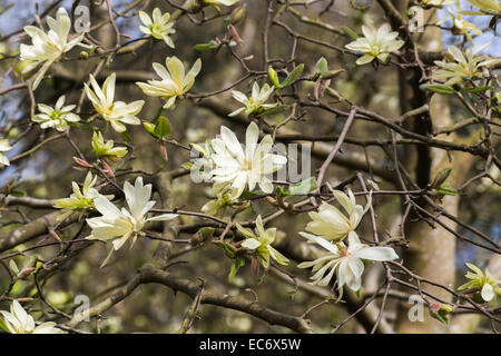 Creamy yellow spring flowering magnolia 'Gold Star' with stellata type flowers in bloom in April in springtime Stock Photo