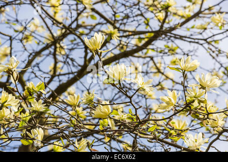 Creamy yellow spring flowering magnolia 'Gold Star' with stellata type flowers in bloom in April in springtime Stock Photo