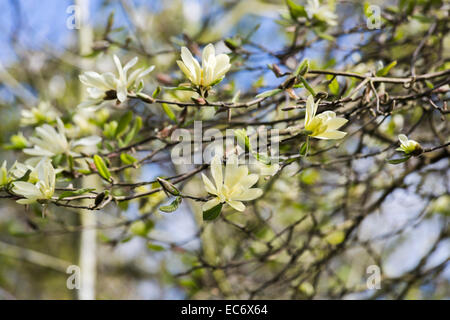 Creamy yellow spring flowering magnolia 'Gold Star' with stellata type flowers in bloom in April in springtime Stock Photo