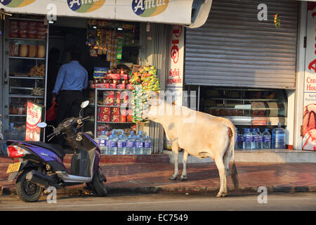 Cow waiting outside shop in Jaffna, Sri Lanka Stock Photo