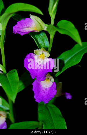 TÌNH YÊU LAN 2 - Page 30 Terrestial-orchid-brachycorythis-helferi-native-specie-terrestrial-ec75jb