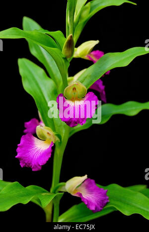 Terrestial orchid, Brachycorythis helferi, native specie terrestrial orchid in the southeast asian area Stock Photo