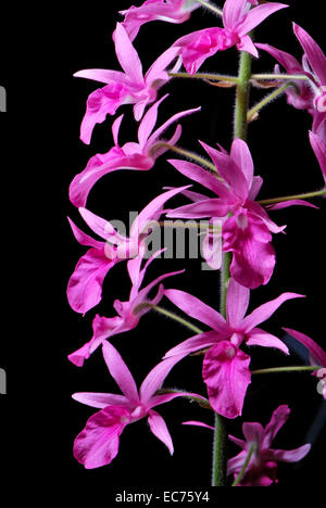 Pink ground orchid, Calanthe rosea, native specie terrestrial orchid in the southeast asian area Stock Photo