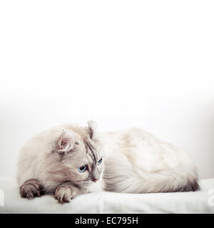 White American Curl cat with pointed color fur. Close-up studio photo Stock Photo