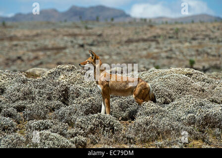 An Ethiopian Wolf  (Canis simensis) hunting rodents, Sanetti Plateau, Bale Mountains, Oromiya, Ethiopia Stock Photo