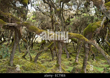 Remnants of ancient forest of Giant Heath (Erica arborea) draped with lichens , Bale Mountains, Oromiya, Ethiopia Stock Photo