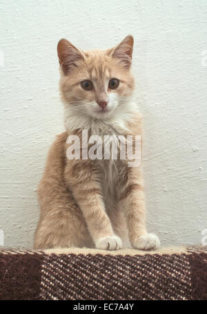 Orange cat on white wall. Watching to the camera Stock Photo