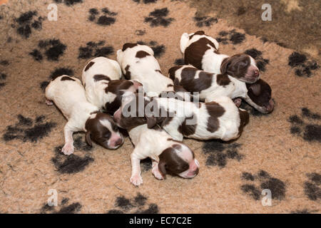 English Cocker Spaniel puppy sleeping on a bed Stock Photo