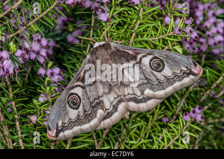 Emperor Moth: Saturnia pavonia. Female. Stock Photo