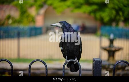 A sharply rendered black Rook perched on railings, looking at the camera against a blurred background on a summers day. Stock Photo