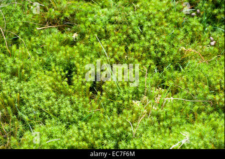 Peat Moss Sphagnum sp found in blanket bog and wet peat ground on moorland . Stock Photo