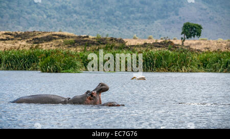 Hippo (Hippopotamus amphibius) showing jaw in the Ngorongoro crater, Tanzania