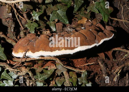 Artist''s fungus, Ganoderma applanatum Stock Photo