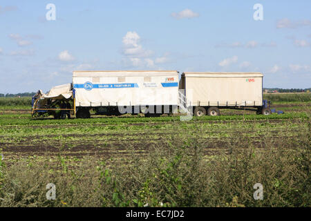 G's Growers lettuce picking machine Stock Photo - Alamy