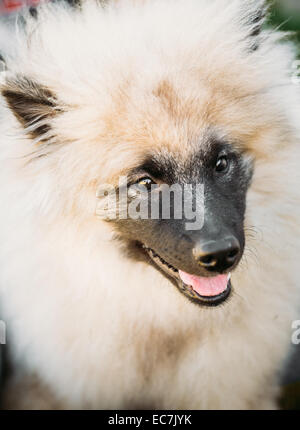 Gray Keeshound, Keeshond, Keeshonden Dog (German Spitz) Wolfspitz Close Up Portrait Stock Photo