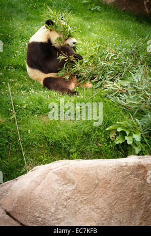 zoo parc beauval giant panda (ailuropoda melanoleuca) Stock Photo