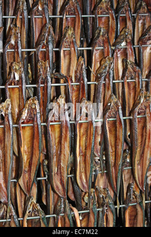 Freshly Smoked Kippers Hanging in a Smoking Cabinet. Stock Photo