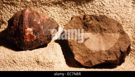 small marine shell fossils Stock Photo