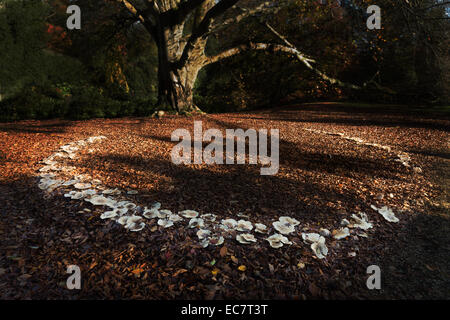 large magic folklore fairy ring beneath a mature old massive copper beech tree in the fall autumn with harsh shadow of fairies Stock Photo