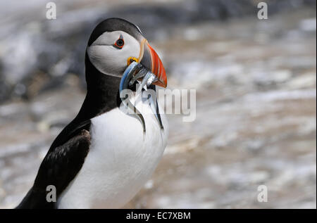 Atlantic Puffin on the Farne Islands near the East coast of England. Stock Photo