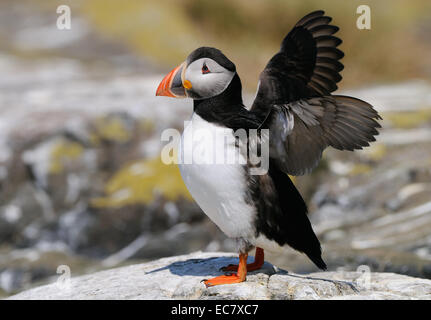 Atlantic Puffin on the Farne Islands near the East coast of England. Stock Photo