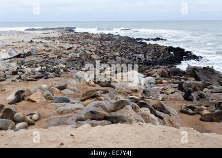 huge colony of Brown fur seal, Arctocephalus pusillus, in Cape Cross, Namibia, wide angle view, true wildlife photography Stock Photo
