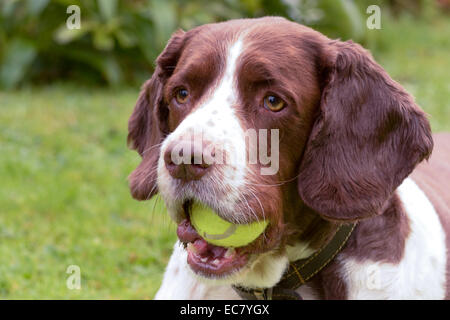 Springer Spaniel holding tennis ball in mouth Stock Photo