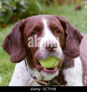 Springer Spaniel holding tennis ball in mouth Stock Photo