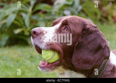 Springer Spaniel holding tennis ball in mouth Stock Photo