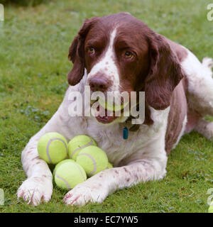 Springer Spaniel holding tennis ball in mouth and hoarding lots more between legs Stock Photo