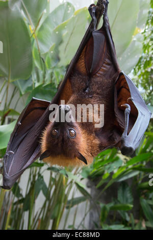 Large Flying Fox (Pteropus vampyrus) hanging in a tree, Bali Indonesia Stock Photo