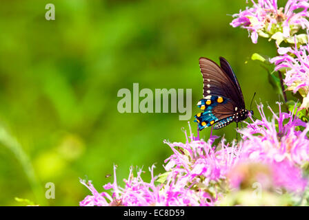 This butterfly, the Pipevine Swallowtail, Battus philenor, flutters from flower to flower for their nectar in early summer. Stock Photo