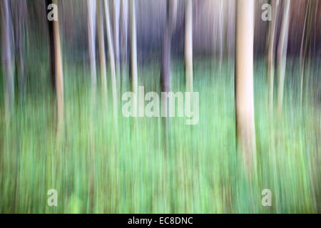 Abstract Autumn Trees in Strid Wood Bolton Abbey North Yorkshire England Stock Photo